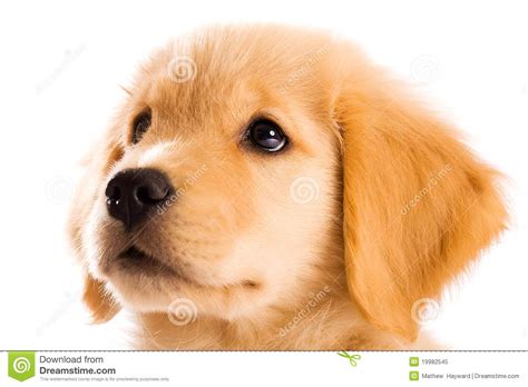 Golden Retriever Puppy Stock Image Image Of Baby Expressive 19982545