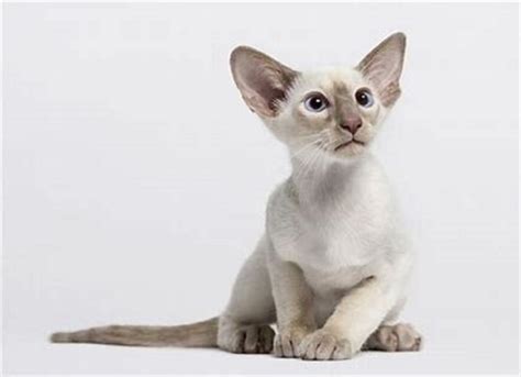 オリエンタル猫Oriental Catの性格大きさ値段 猫のルナCAT kittenの生活
