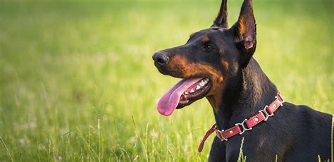 Doberman Pinscher A Guide To This Loyal And Smart Breed