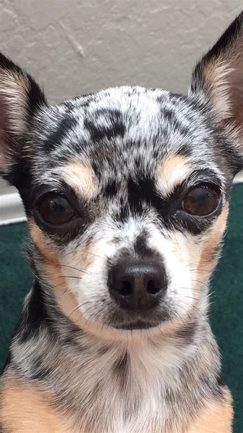 It's a recessive gene that's passed on from both parents. Blue Merle chihuahua | Chihuahua puppies, Happy dogs, Dog ...