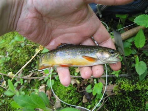 Fin N Feather Fishing Report Rapidan River Shenandoah National Park Va