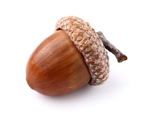 Acorn Definition And Meaning Collins English Dictionary