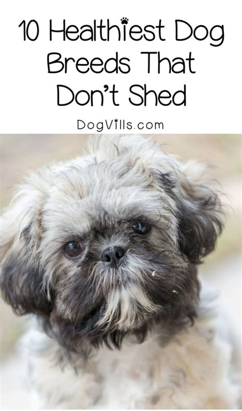 10 Healthiest Dog Breeds That Dont Shed Dogvills