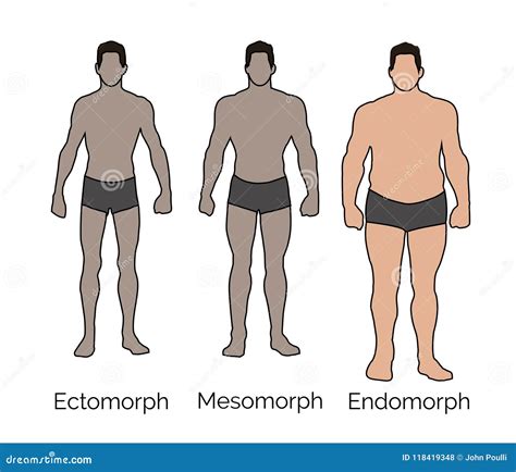 Endomorph Male Large Body Frame Stock Illustration Illustration Of Proportions Healthy