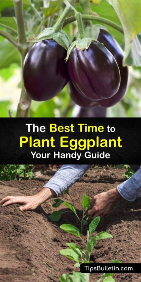Eggplant Growing - Easy Tricks for the Best Time to Plant Eggplant