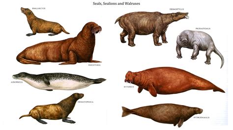 Seals are closely related to. Sea Lion Vs Seal Vs Walrus