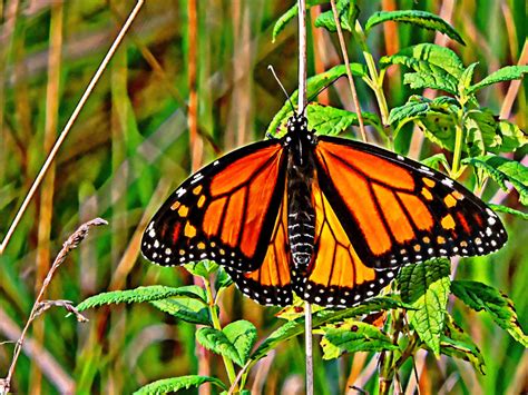 Monarch Butterfly Painting Free Stock Photo Public Domain Pictures
