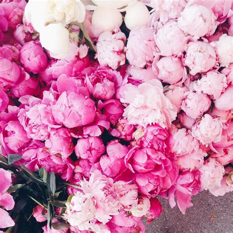 12 Surprising Facts All Peony Enthusiasts Should Know Artofit