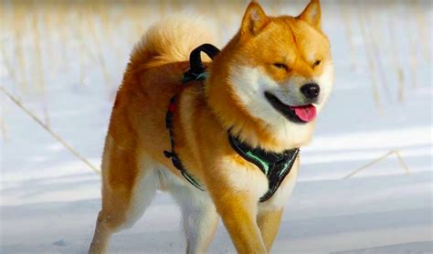 Hokkaido Dog Breed Information And Characteristics