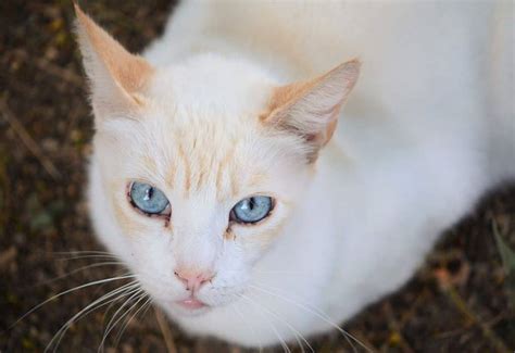Flame Point Siamese Cats Petskb