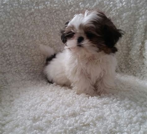 Mother is a pure bred shih tzu father is a pure bred pekingese pictures of the mom and dad on the ad born on march 21. Shih Tzu Puppies For Sale | Warren, MI #268617 | Petzlover
