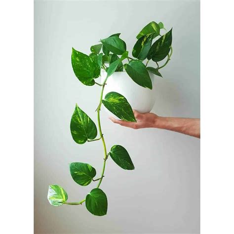 5 Gorgeous Indoor Vines To Grow In Your Home