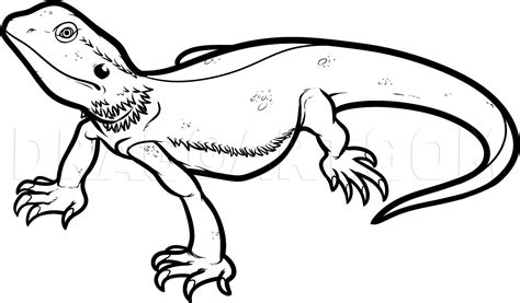 How To Draw A Bearded Dragon Bearded Dragon Lizard Step By Step