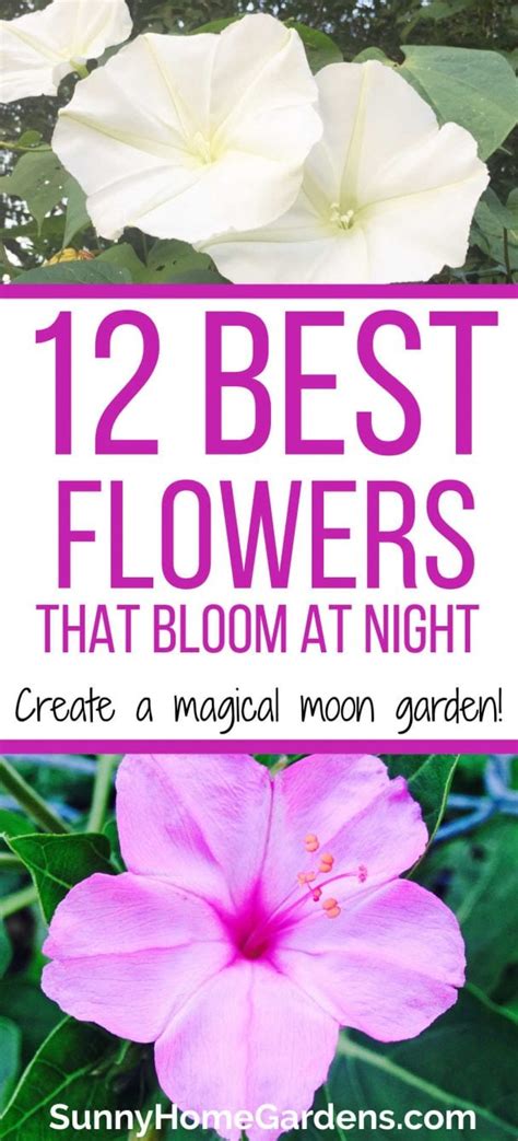 12 Gorgeous Night Blooming Flowers Sunny Home Gardens