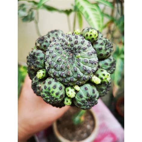 Grafted Cactus Semi Rare And Collectibles Shopee Philippines