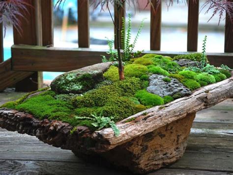 How To Grow Moss Indoors