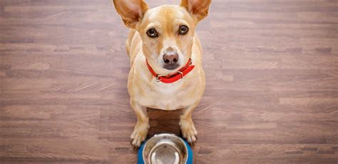 Just remember no sudden food changes in the future. Dog Diarrhea: Causes, Treatment, and Prevention