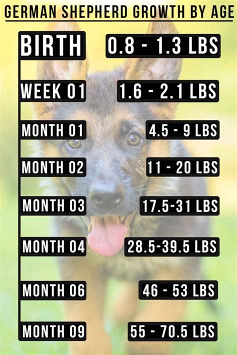 German Shepherd Size Growth Height And Weight