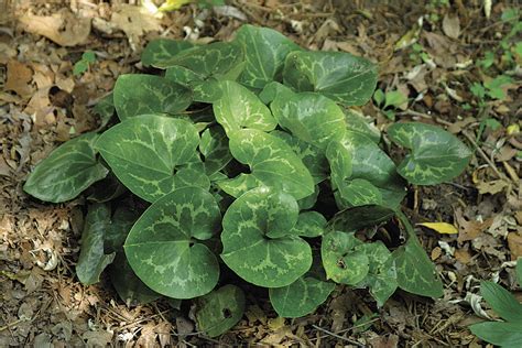 26 items found from ebay international sellers. 10 Ground Covers for Shade - FineGardening