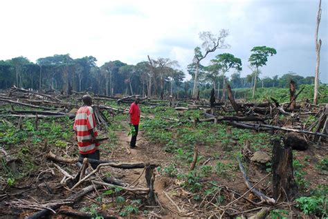 The Fight Against Deforestation Why Are Congolese Farmers Clearing Forest