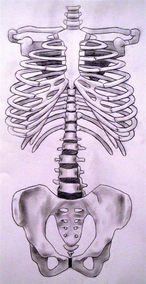 Skeleton Front Torso By Katwynn On Deviantart