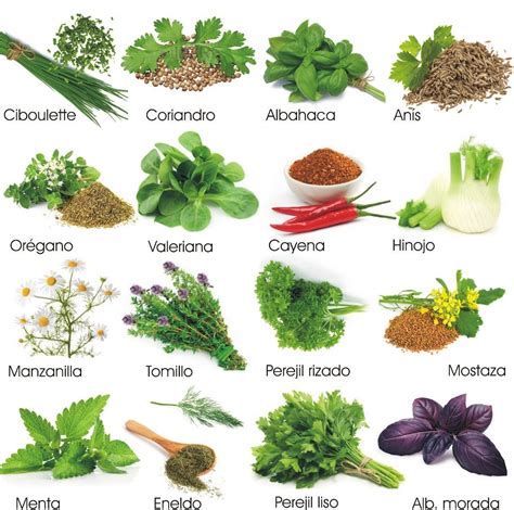 Lista Foto Plantas Medicinales Y Para Que Sirven Con Imagenes Lleno