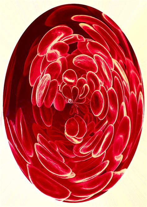Red Blood Cells Sem Photograph By Susumu Nishinaga Fine Art America