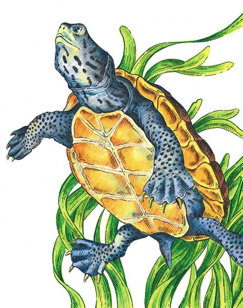 8 Best Turtle Drawings Images On Pinterest