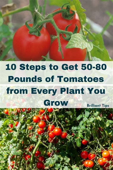 10 Steps To Get 50 80 Pounds Of Tomatoes From Every Plant You Grow