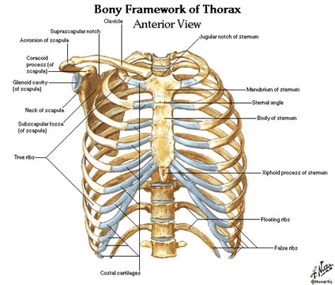 Anatomy of the chest and the lungs: Dentistry and Medicine: Thorax,Lungs,Heart Anatomy and Physiology Diagrams Free Download