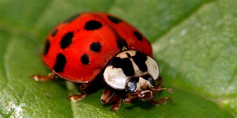 Whats The Difference Between Ladybugs And Asian Lady Beetles