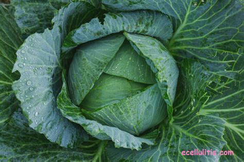 Cabbage Health Benefits And Fun Facts Ecellulitis Healthy Living