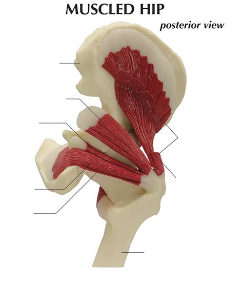 Ligaments And Muscles Posterior View Of Hip Diagram Quizlet