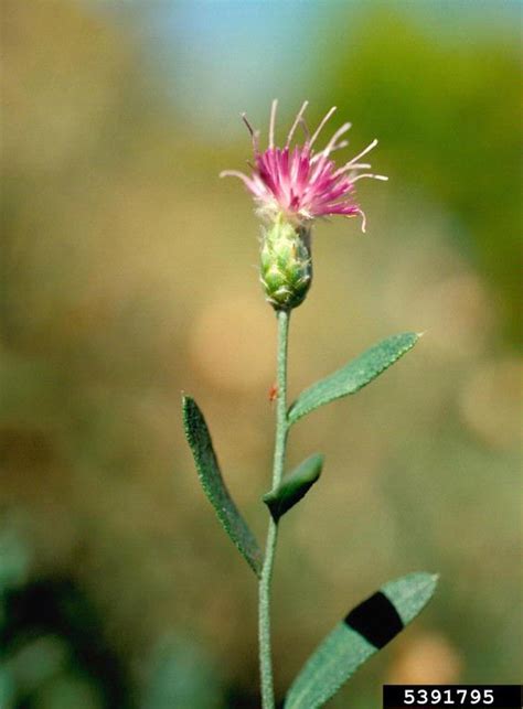 russian knapweed rhaponticum repens