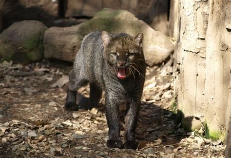 Top 10 Lesser Known Wild Cats In The World The Mysterious World