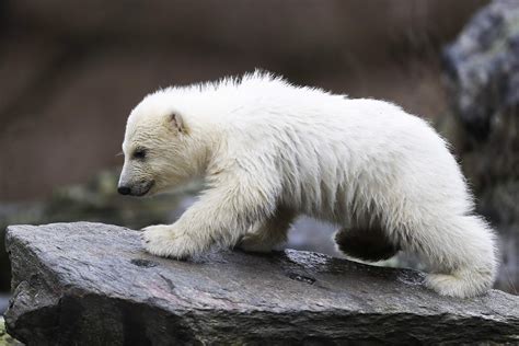 Cuteness Overload Polar Bear Cub Elephant Calf Attract Visitors At