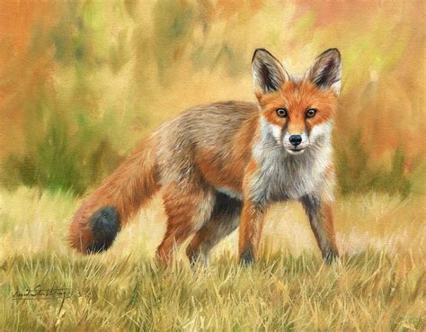 Red Fox Painting By David Stribbling Pixels