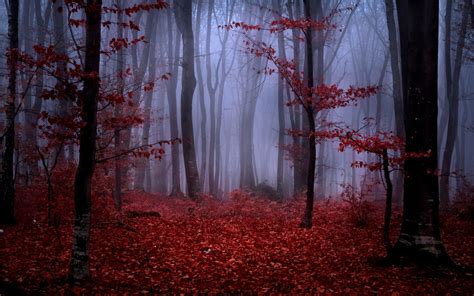 Red Tree Wallpaper Wallpapersafari Forest Photography Backdrops