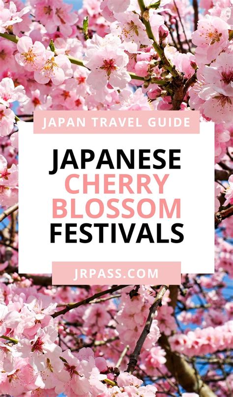 Japanese Cherry Blossom Festivals Everything You Need To Know While
