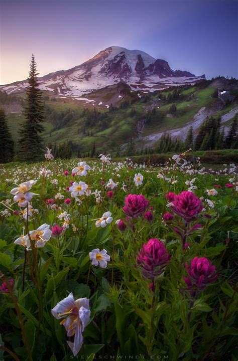 A Mountain Covered In Snow And Surrounded By Wildflowers At Sunset