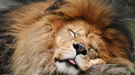 Free Photo Sleeping Lion Animal Hunter King Free