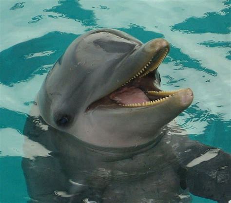 Laughing Dolphin Cant You Just Hear Him I Love How A Dolphin Laughs