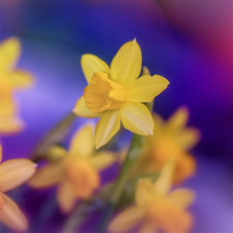 Yellow Daffodils Flowers Spring Wallpapers Wallpaper Cave