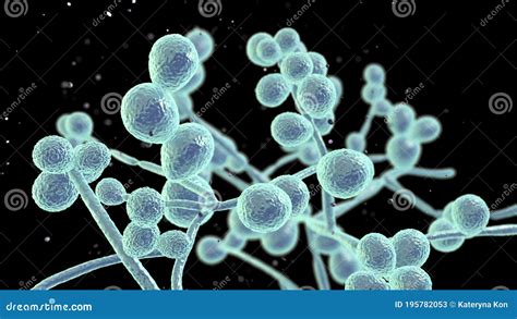 Candida Fungi Human Pathogenic Yeasts Stock Illustration