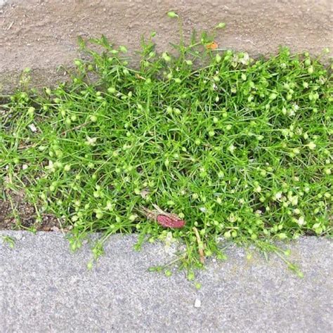 Common Lawn Weeds Identification