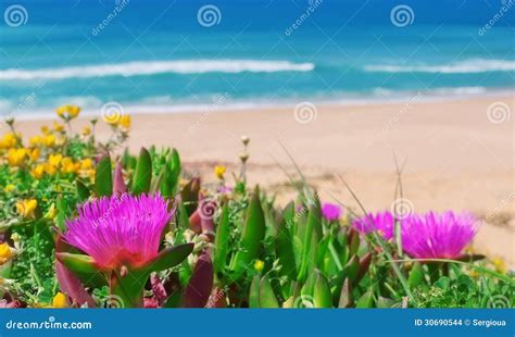 Beautiful Flowers On A Background Of The Sea Stock Photo Image Of