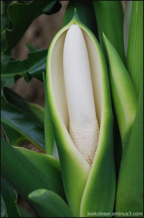 Blooming Philodendron, '09 - Plant & Nature Photos - Look Closer