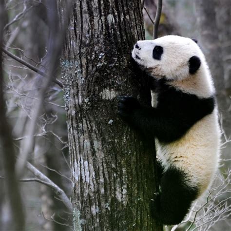 Panda Habitat Is Shrinking And Tourists Are Adding To The Problem