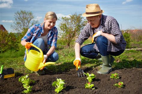 Farmers In The Garden Stock Photo Image Of Adult Gardening 33659464
