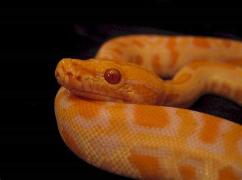 Beautiful Albino Burmese Python Baby Snake For Sale Adoption From